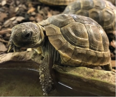Maurisk landskildpadde (Testudo Gracea ibera) 10 cm med chip